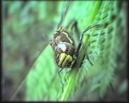 Stinger